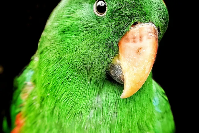 Eclectus-Parrot