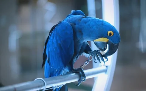 When Is Hyacinth Macaw Breeding Season? A Guide for Bird Lovers & Breeders