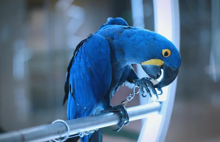 When-Is-Hyacinth-Macaw-Breeding-Season