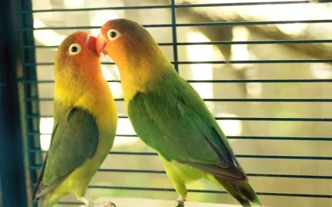 How Long Do Lovebird Eggs Take to Hatch?