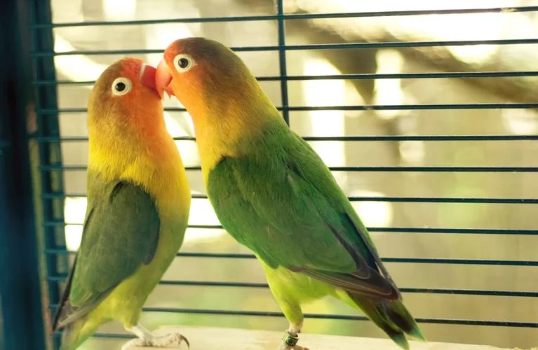 How-Long-Do-Lovebird-Eggs-Take-to-Hatch