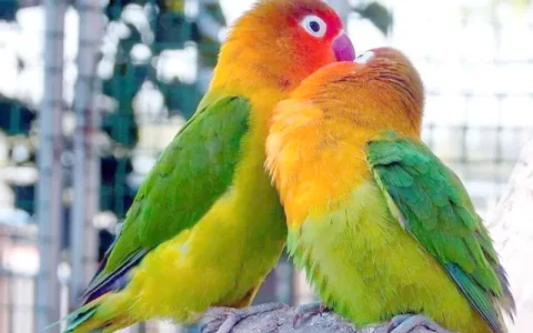 How Long Does It Take Lovebird Eggs to Hatch?