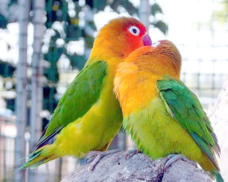 Lovebird