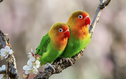 Lovebird Body Language: The Complete Guide
