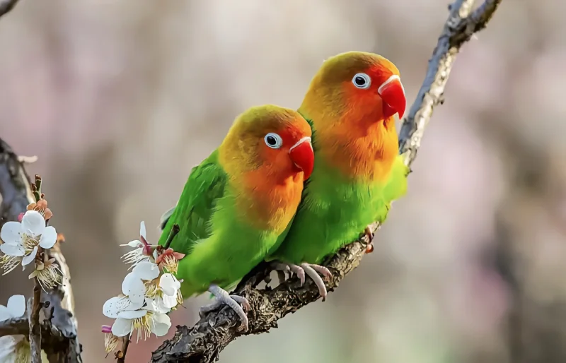 How-to-Know-if-a-Lovebird-Is-Male-or-Female