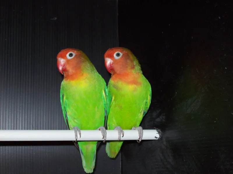 Can-Lovebirds-Eat-Grapes