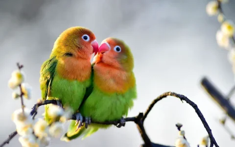 Can Lovebirds Eat Banana?