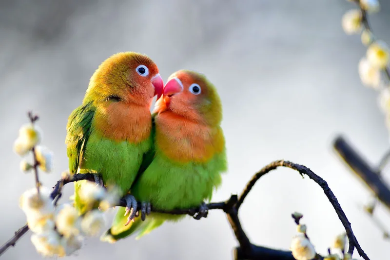 Can-Lovebirds-Eat-Banana