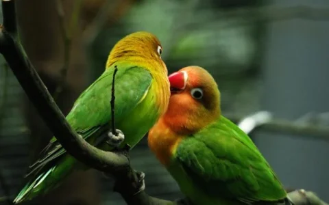 How Long Can a Lovebird Live?