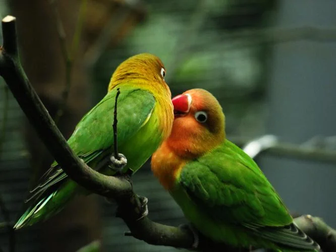 How-Long-Can-a-Lovebird-Live
