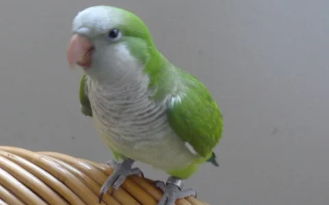 How Much Does a Monk Parakeet Cost? Full Price Breakdown