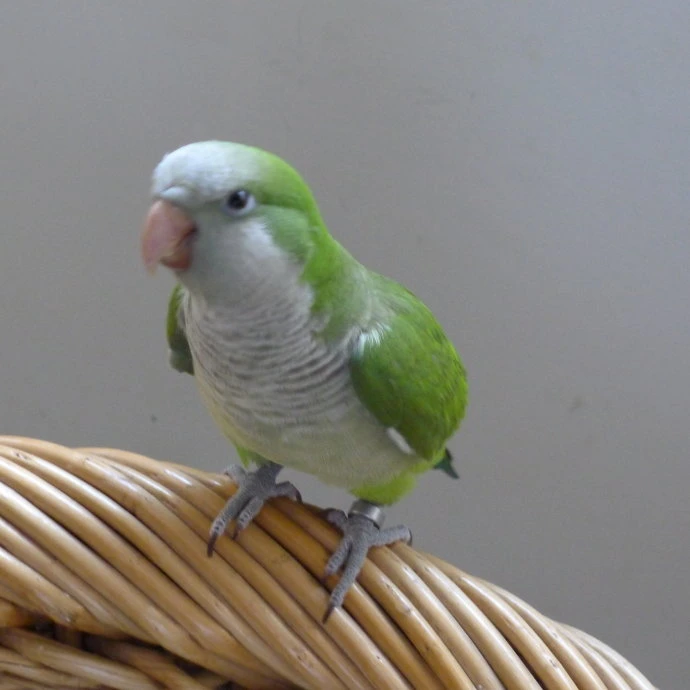 Monk-Parakeet