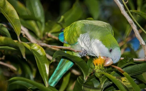 Where Can I Buy a Monk Parakeet? A Responsible Buyer’s Guide