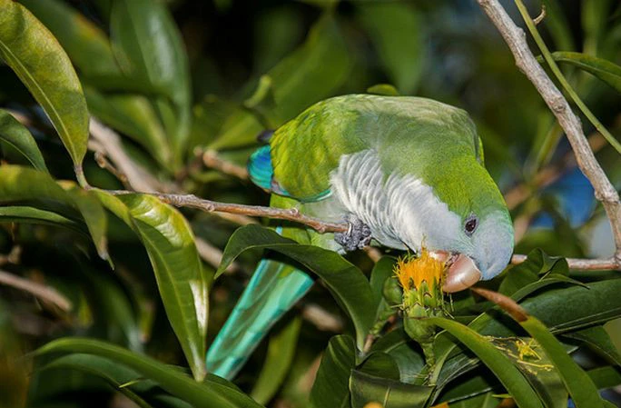 Where Can I Buy a Monk Parakeet? A Responsible Buyer’s Guide