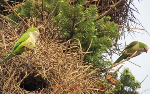 Where Is the Monk Parakeet Illegal to Own? (2025 Guide)