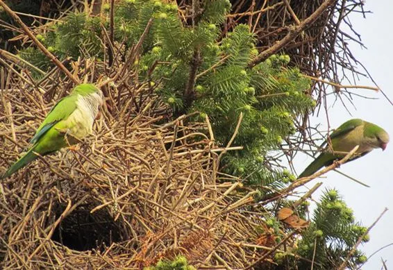 Where Is the Monk Parakeet Illegal to Own? (2025 Guide)