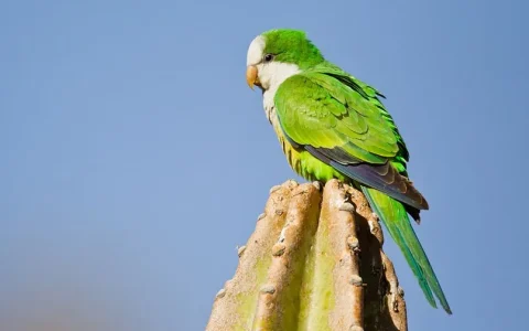 Where Did the Monk Parakeet Originate?