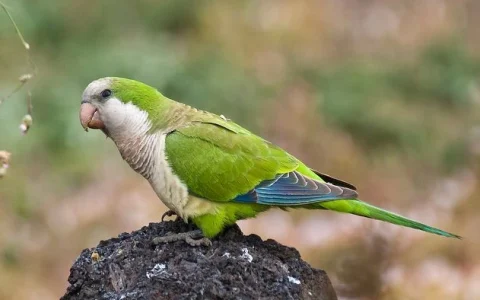 How to Bathe a Monk Parakeet Safely – Bathing Guide
