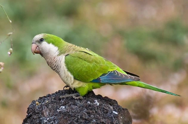 How-to-Bathe-a-Monk-Parakeet-Safely