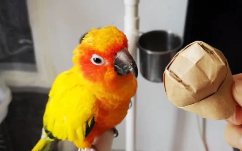 Parrot Hormonal Behavior and How to Manage It - Comprehensive Guide