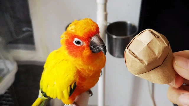 parrot-hormonal-behavior-and-how-to-manage-it