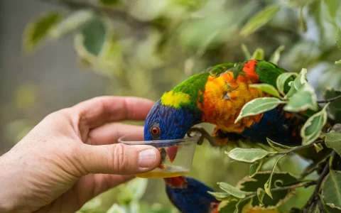 How to Set Boundaries and Discipline a Pet Parrot Humanely