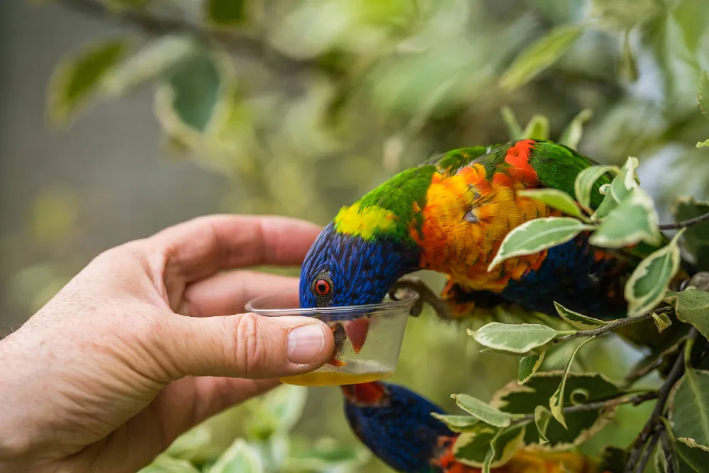 how-to-set-boundaries-and-discipline-a-pet-parrot-humanely
