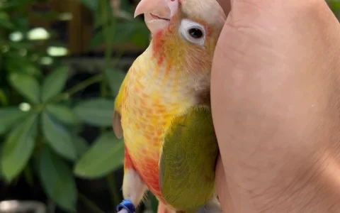 My Parrot Attacks Other Birds – What Should I Do?