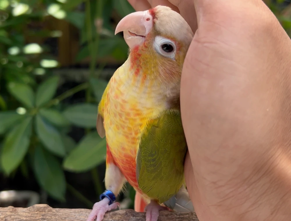 My-Parrot-Attacks-Other-Birds