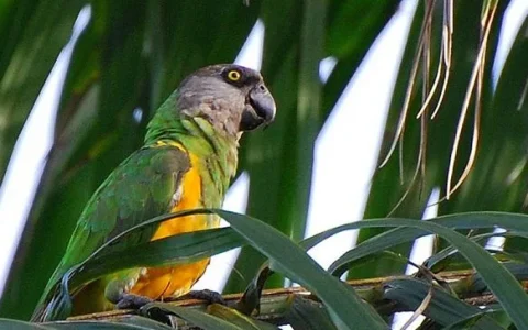 How Long Does a Senegal Parrot Live?