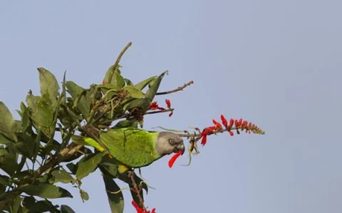 Do Senegal Parrots Talk? What to Expect from Your Bird