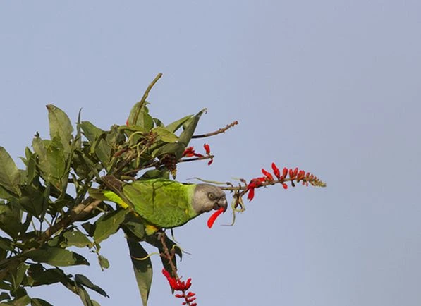 Do-Senegal-Parrots-Talk