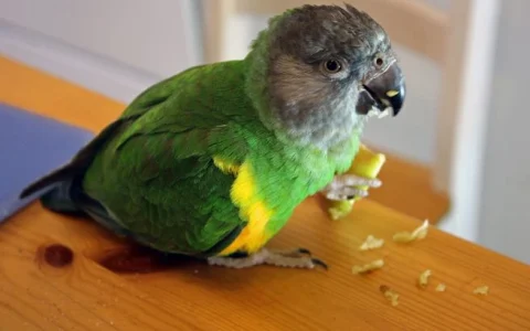 Can Senegal Parrots Eat Kiwi? Guide to Safe Feeding