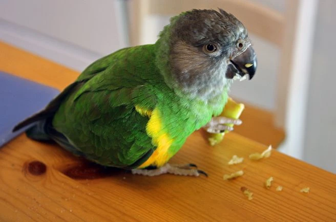 Can-Senegal-Parrots-Eat-Kiwi