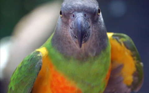 How Much Does a Senegal Parrot Cost? Full Price & Ownership Guide