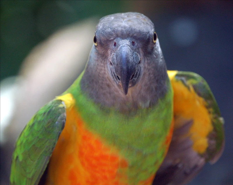 How-Much-Does-a-Senegal-Parrot-Cost