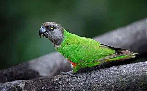 How Big of a Cage Does a Senegal Parrot Need?