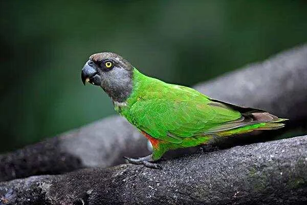 Senegal-parrot