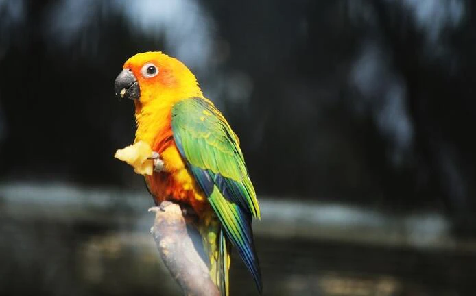 How-Much-Is-a-Sun-Conure-Bird