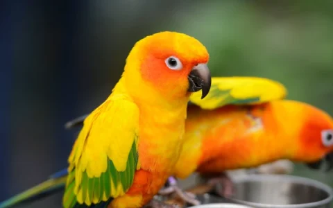 How Long Do Sun Conure Birds Live?