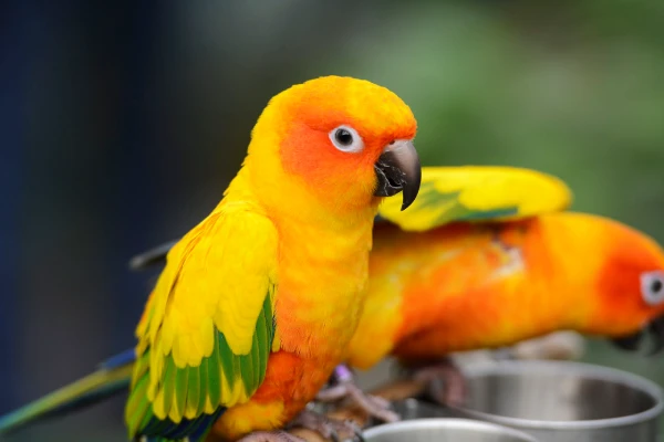 How-Long-Do-Sun-Conure-Birds-Live