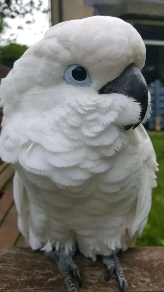 Cockatoo Body Language: The Complete Guide