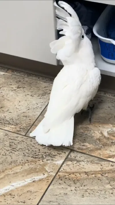 Speaking in cockatoos