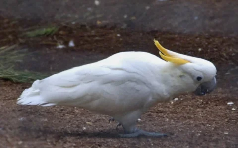 What Can a Cockatoo Eat?Safe Food & Feeding Guidelines
