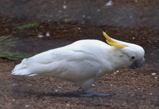 What-Can-a-Cockatoo-Eat