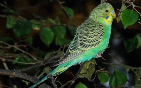 How to Train a Budgerigar: Complete Beginner's Guide