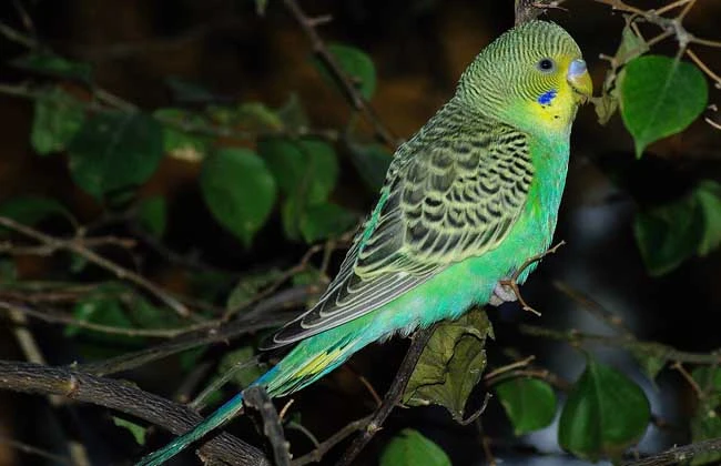 How-to-Train-a-Budgerigar