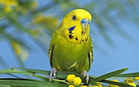 How Much Is a Budgerigar? A Complete Cost Guide for New Owners