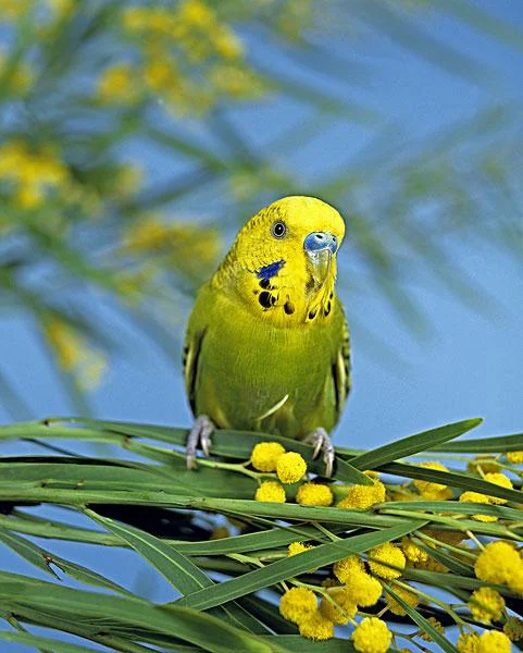 How-Much-Is-a-Budgerigar