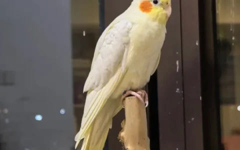 Cockatiel Body Language: The Complete Guide